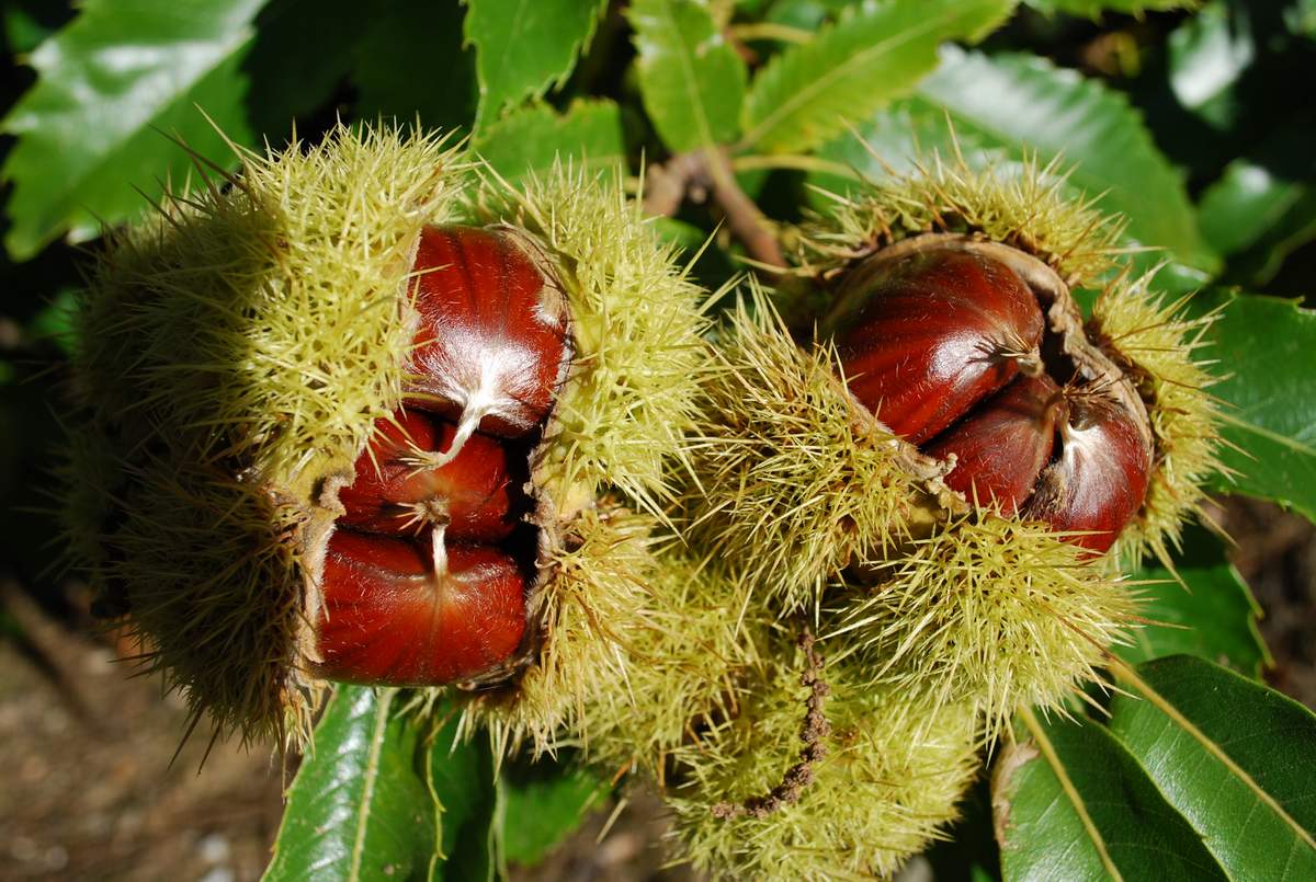 Плоды труда сладки. Каштан посевной съедобный. Каштан посевной (Castanea Sativa). Каштан съедобный крона. Каштан съедобный (посевной) сатива.